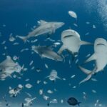 What Sharks Lay Eggs? Discover Oviparous Species